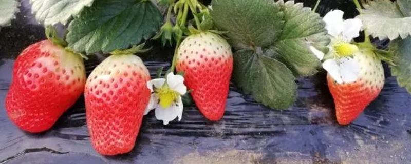 红玉草莓苗品种介绍（红玉草莓是什么品种杂交的）