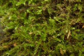 尖叶小羽藓的功效与作用,尖叶小羽藓是什么,尖叶小羽藓的功效
