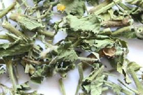 蓝布正 蓝布正的功效与作用,蓝布正是什么,蓝布正的功效