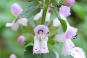 草石蚕 草石蚕的功效与作用,草石蚕是什么,草石蚕的功效