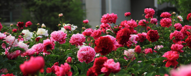 芍药开完花齐根剪掉会死吗（芍药花根断了还能活吗）