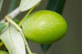 橄榄核 橄榄核手串