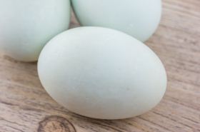 鸭卵（鸭卵中能发育成雏鸭的结构是）