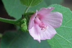 地桃花 地桃花别名