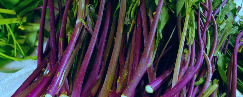 红油菜苔种植时间和方法 红油菜苔种植技术