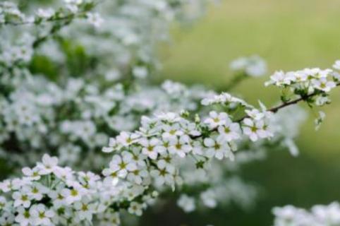 雪柳一年开几次花