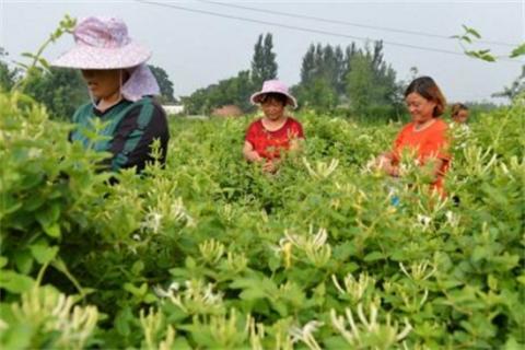 金银花茶怎么做，四个步骤简单完成(好处多多)