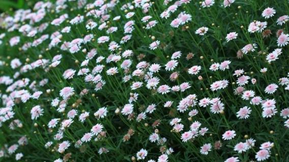 玛格丽特花什么时候开花（玛格丽特花的花期多长）