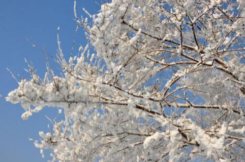 雪柳枝条可以插土种植吗