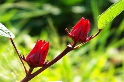 洛神花是什么花，一种茶花/草本植物（洛神花茶百科）