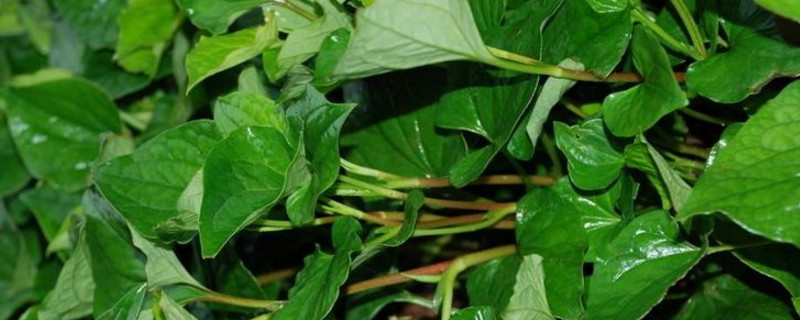 鱼腥草是什么样的植物 鱼腥草是草本植物吗