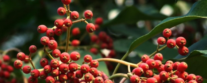 花椒树7月份能不能修剪（八月份花椒树摘花椒修剪）