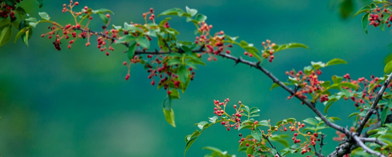 花椒树的管理与修剪（花椒树的管理与修剪技术）