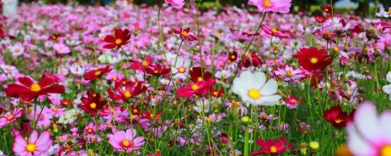 格桑花和波斯菊的区别 波斯菊花和格桑花区别