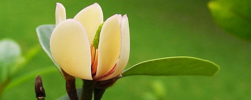 含笑花花语 含笑花花语 绿菟葵