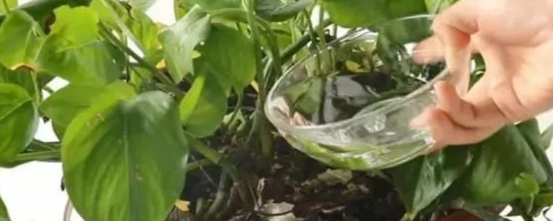 空调的水可以浇花浇树吗（用空调水浇花好吗）