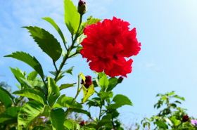 红花子（红花子籽油用途）