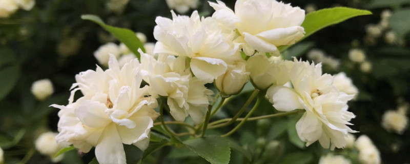 木香花耐寒多少度 木香花耐寒吗
