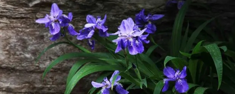 鸢尾花的花语是什么 巴西鸢尾花的花语是什么