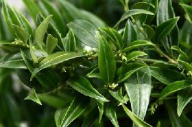 胃友（胃友和维u颠茄铝镁区别）