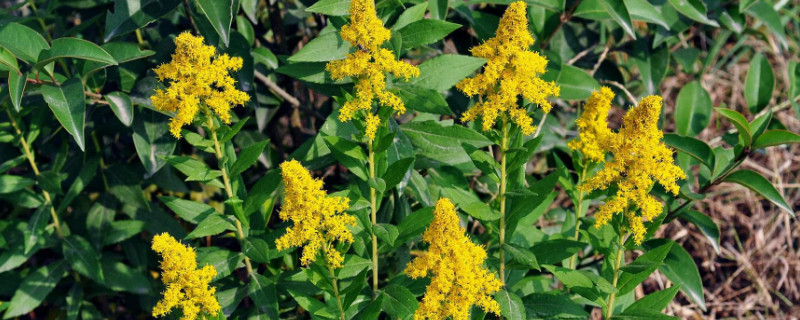 一枝黄花怎么种植（黄花怎么种植呀）