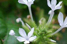 白花丹的功效与作用,白花丹是什么,白花丹的功效