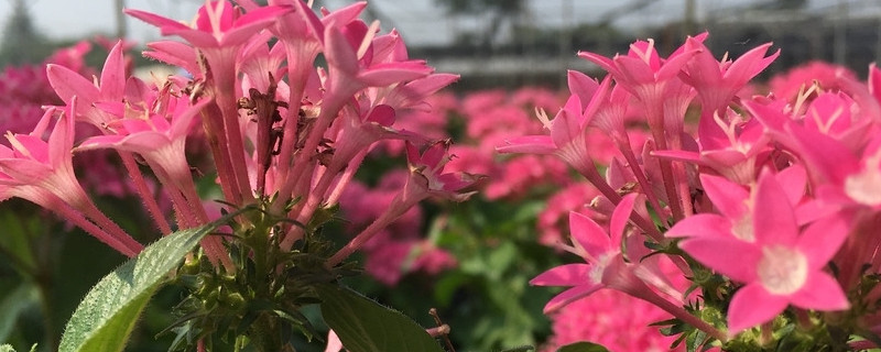 繁星花叶子发黄干枯（繁星花叶尖干枯是什么原因）