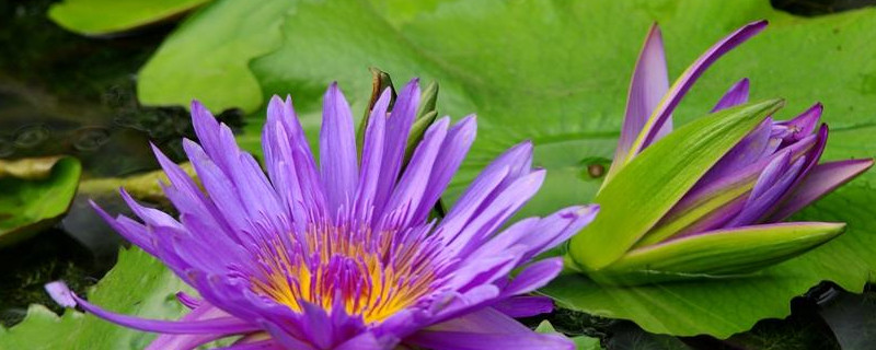 香水莲花种植方法 香水莲花种苗