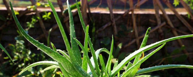 芦荟需要浇水吗（刚移植的芦荟需要浇水吗）