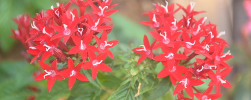 繁星花怎么越冬 繁星花冬天怎么养