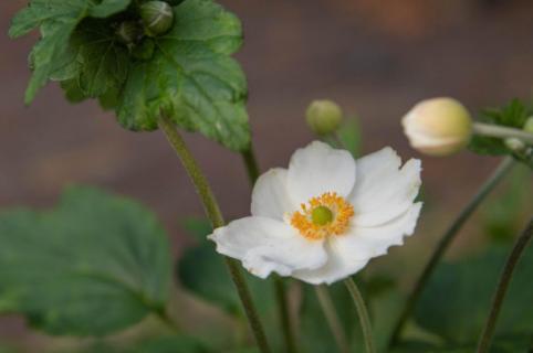 银莲花耐寒多少度