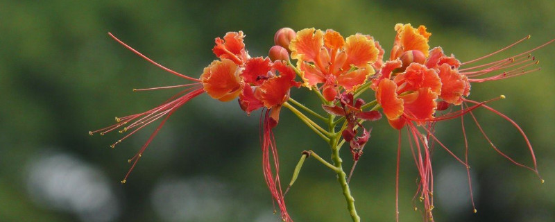 金凤花花语及象征意义（金凤凰花花语是什么）