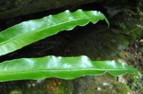 丝带蕨的功效与作用,丝带蕨的功效,丝带蕨是什么