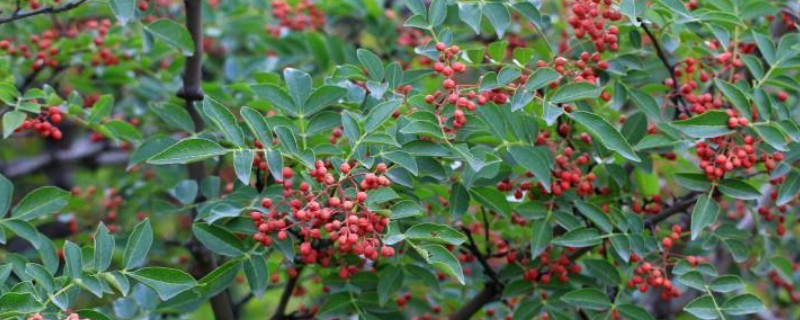 花椒种植方法和时间 什么时间种花椒怎样种