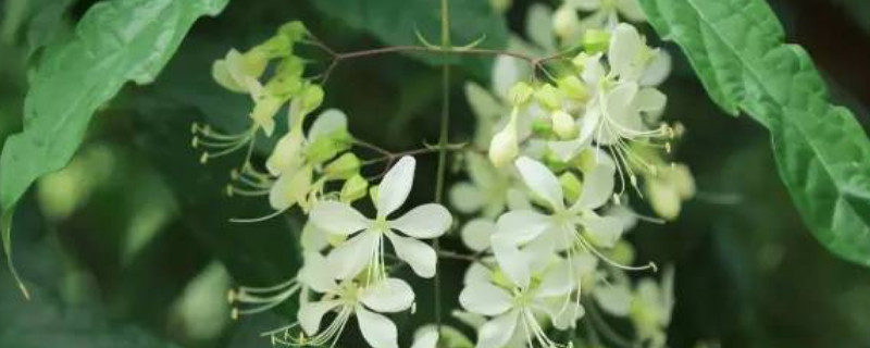 垂枝茉莉要几年能开花（垂枝茉莉要养多大几年能开花）