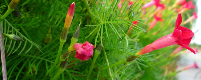 茑萝花的养殖方法（茑萝花可以在室内养吗）