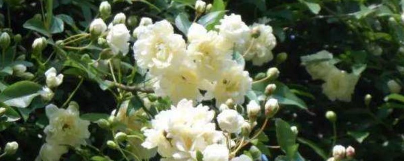 木香花为什么叫鬼招手（木香花为什么叫鬼招手木香花种家里好吗有什么作用）