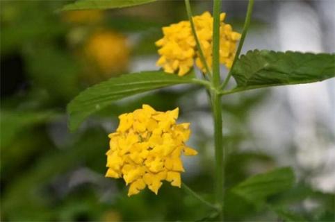 依米花在什么季节开放，每隔5～7年春季开花