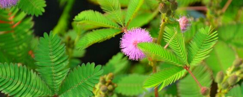 含羞草种子的种植方法和时间（含羞草种子的养殖方法和注意事项）