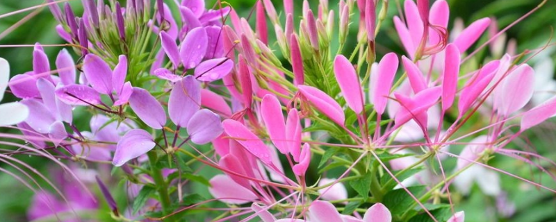 醉蝶花怎么育苗（醉蝶花种子种植方法步骤）