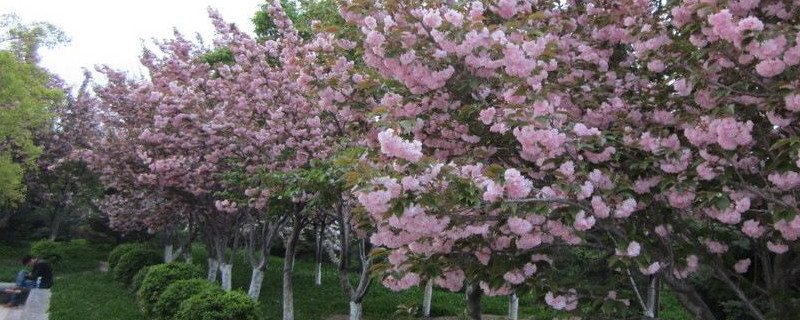 樱花树苗怎么繁殖 樱花树苗怎么种