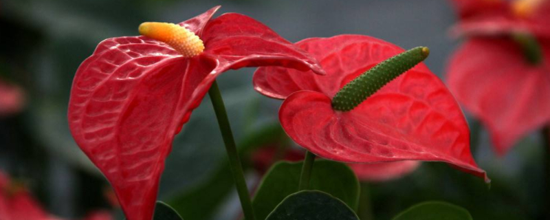 火鹤花怎么繁殖（火鹤花的繁殖方法扦插）