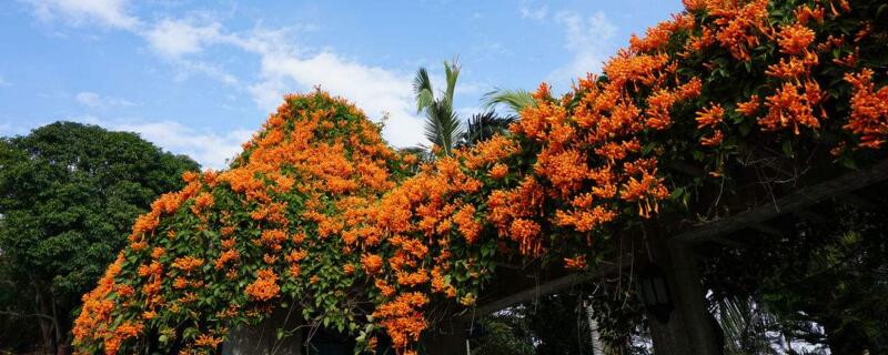 炮仗花几年开花 炮仗花几年才会开花