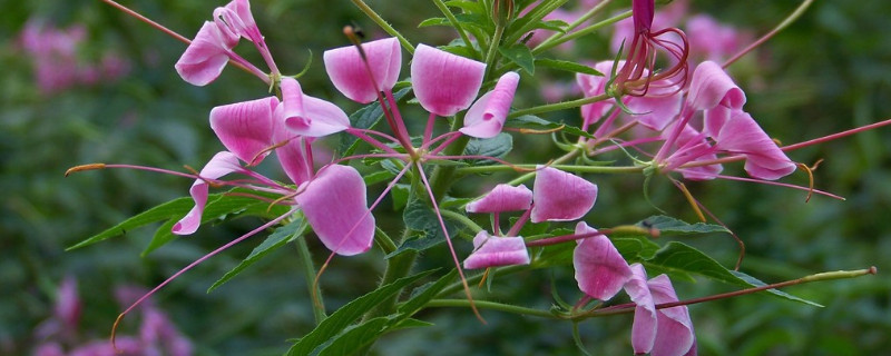 醉蝶花怎么育苗（醉蝶花苗移栽）