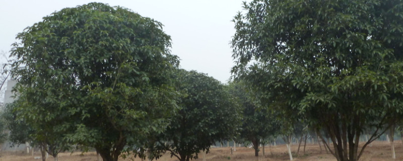 桂花树种植方法和时间（桂花树什么时候移栽最好）