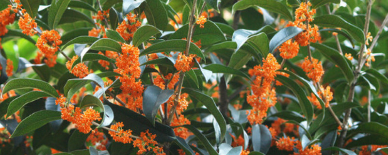 桂花树怎么种植 桂花树怎么种植才好