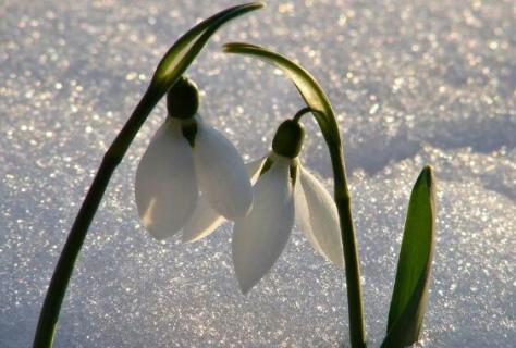 雪滴花怎么过冬，控水保温补光三招轻松度过寒冬