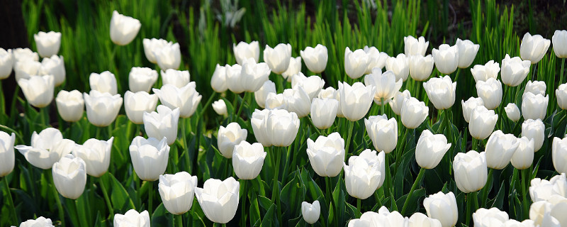 白色郁金香花语是什么意思（白色郁金香花语是啥）