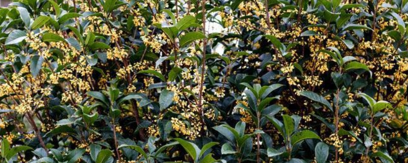 桂花树10月份可以移植吗 桂花树十月份能移栽吗