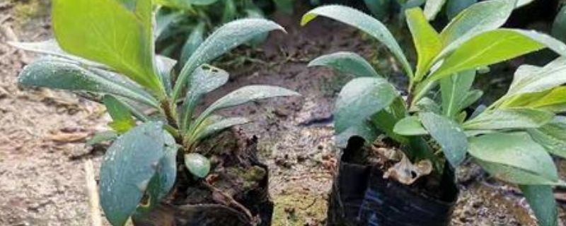 凉开水可以浇花吗（凉开水可以用来浇花吗）